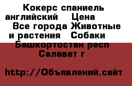 Кокерс спаниель английский  › Цена ­ 4 500 - Все города Животные и растения » Собаки   . Башкортостан респ.,Салават г.